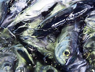 一本釣りうるめいわし